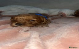 Cavapoo dogs for sale: F1 Cavapoos  - Image 11