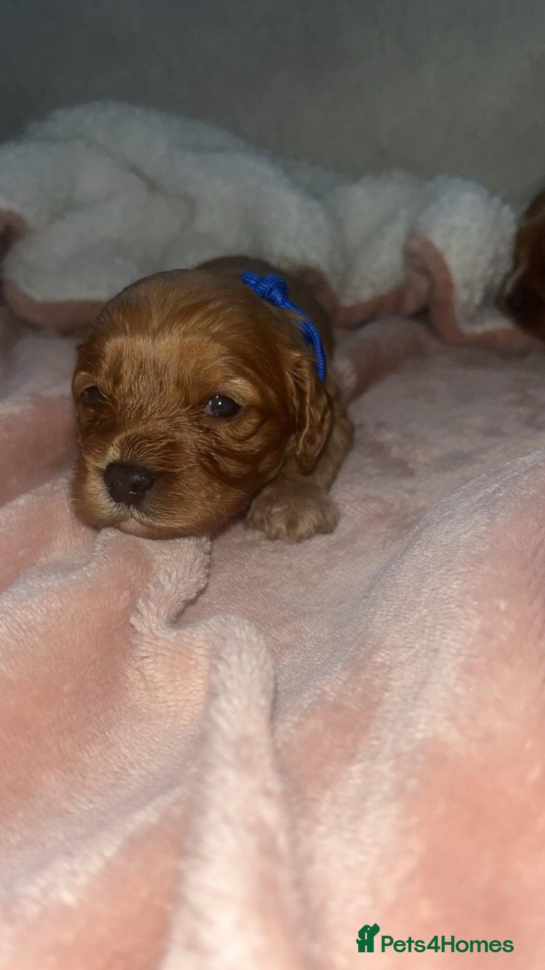 Cavapoo dogs for sale: F1 Cavapoos  - Image 11