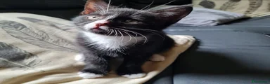 Female kitten