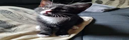 Mixed Breed cats for sale: Female kitten - Advert 7