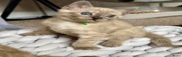 Bengal cats for sale: TICA registered Seal Solid Silver Mink Bengals - Advert 19