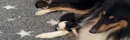 Rough Collie dogs for sale: Clear Non-carriers DM-CEA-MDR1-PRA. 0% inbreeding. - Advert 7