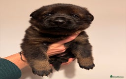 German Shepherd dogs for sale: KC German Shepherd Working line puppies 🐶  - Image 1