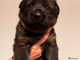 German Shepherd dogs - Advert 19