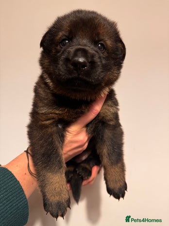 German Shepherd dogs - Advert 15