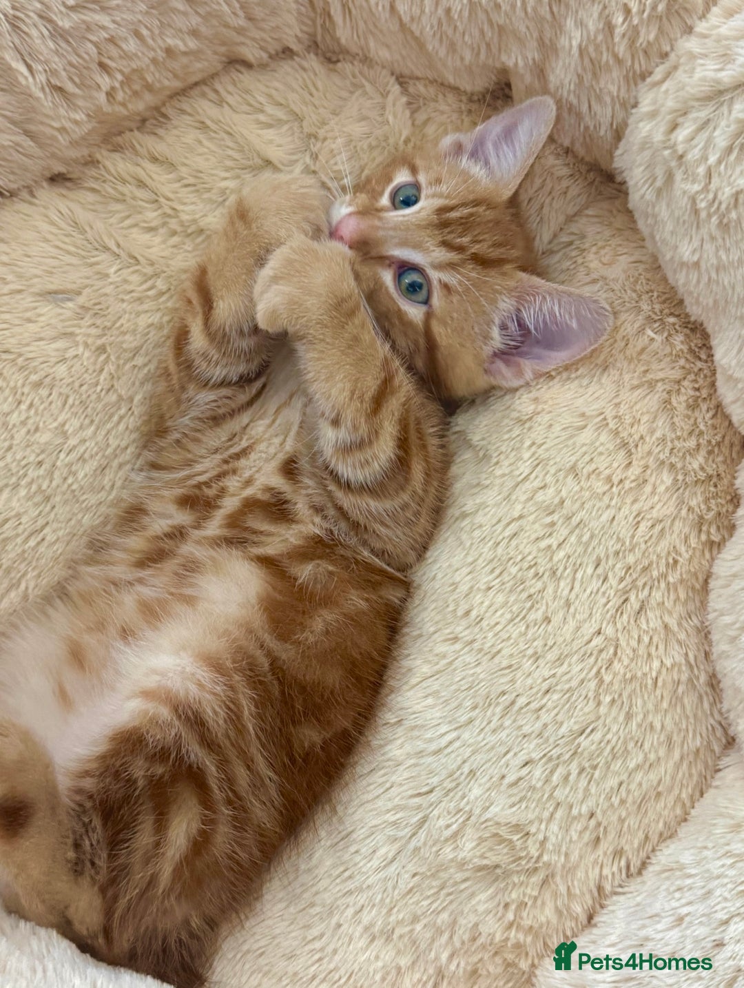 Mixed Breed cats for sale: GORGEOUS THREE MUSKETEERS - Advert 8