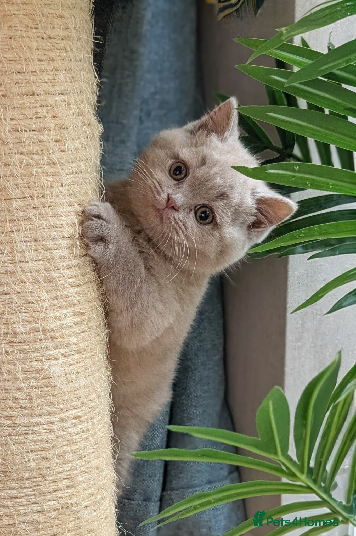 British Shorthair cats GCCF REGISTERED LAST LILAC KITTEN AVAILABLE  - Advert 1