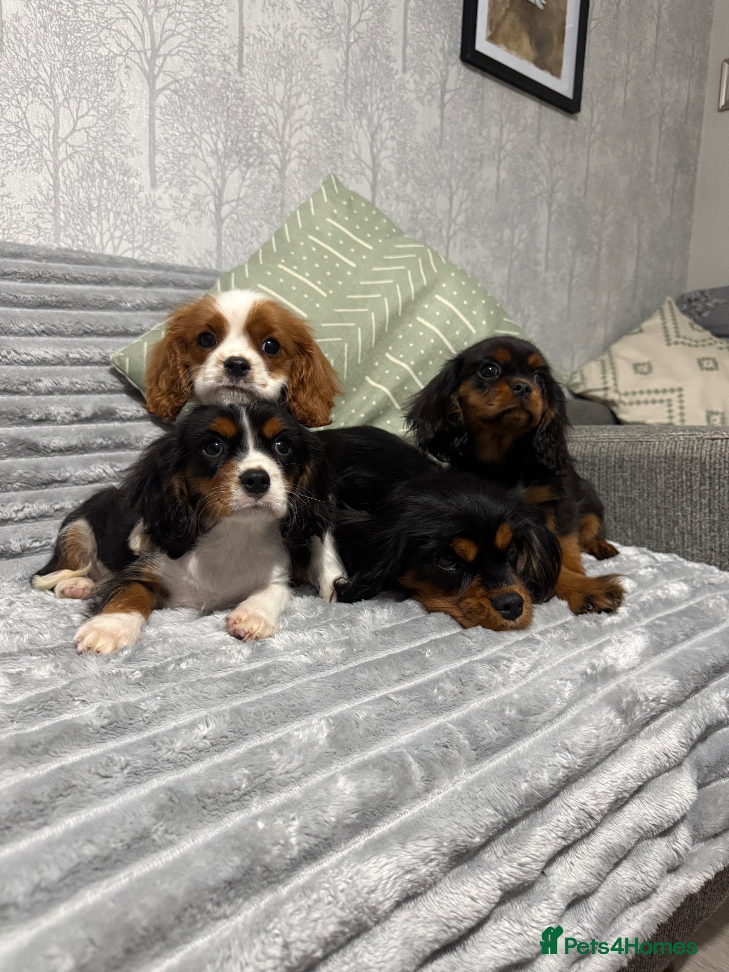 Cavalier King Charles Spaniel dogs KC Registered Health Tested CKCS Puppies - Advert 1