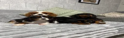 Cavalier King Charles Spaniel dogs for sale: KC Registered Health Tested CKCS Puppies - Advert 1