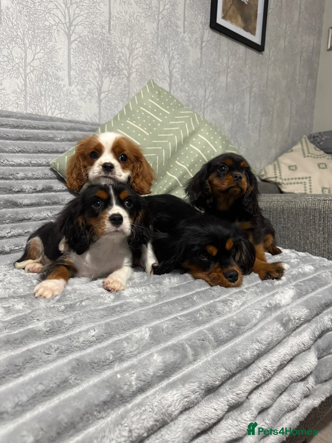 Cavalier King Charles Spaniel dogs for sale: KC Registered Health Tested CKCS Puppies - Advert 1