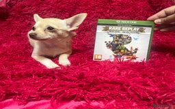 Chihuahua dogs for sale: 3 small chihuahua puppies  - Image 21