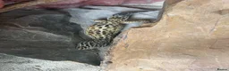 Leopard Gecko reptiles for sale: leopard geckos 1male/1female with exoterra viv in March - Advert 14