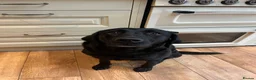 Labrador Retriever dogs for sale: Labrador Puppies - Advert 7