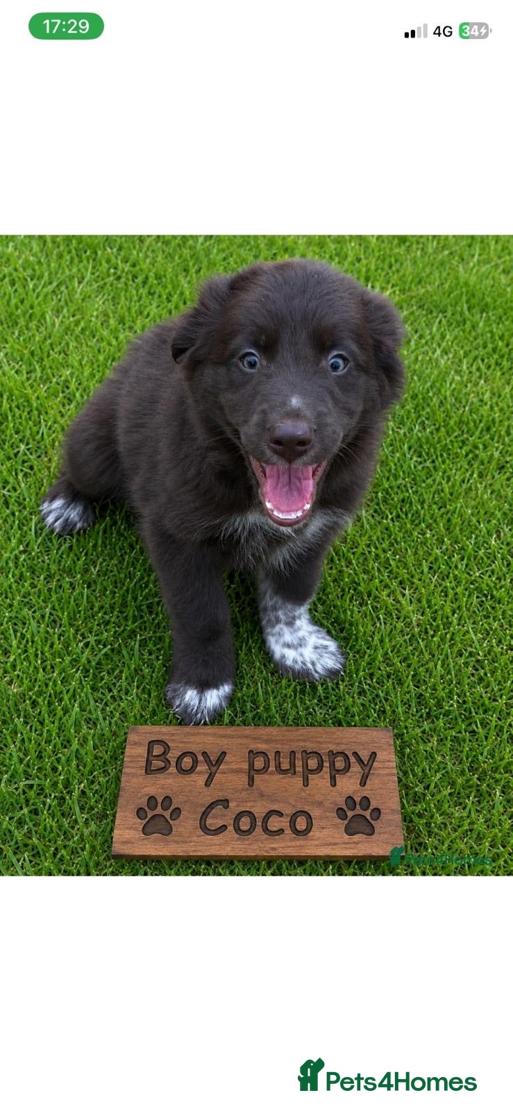 Border Collie dogs Red Border Collie x Cocker Spaniel - Advert 1