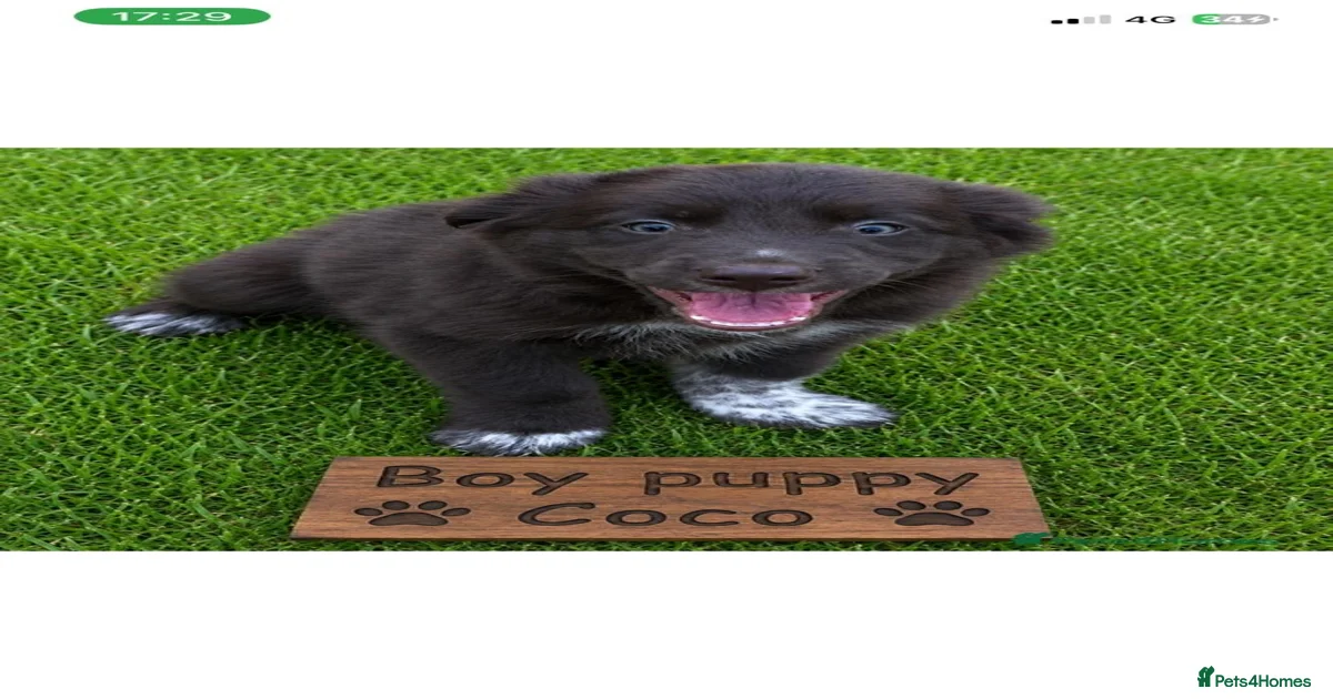 cocker-spaniel-puppies-border-collie-puppies-for-sale-pets4homes