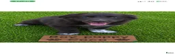 Border Collie dogs for sale: Fluffy Border Collie x Cocker Spaniel - Advert 3