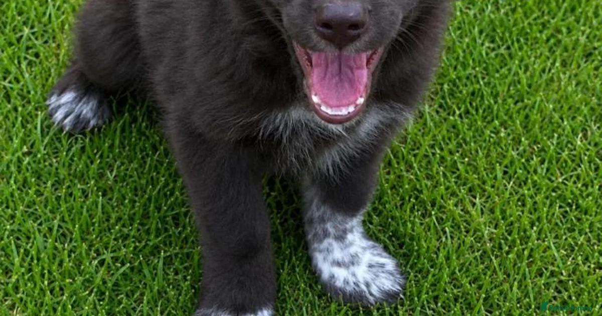 Cocker Spaniel Puppies Border Collie Puppies For Sale Pets4Homes cocker-spaniel-puppies-border-collie-puppies-for-sale-pets4homes
