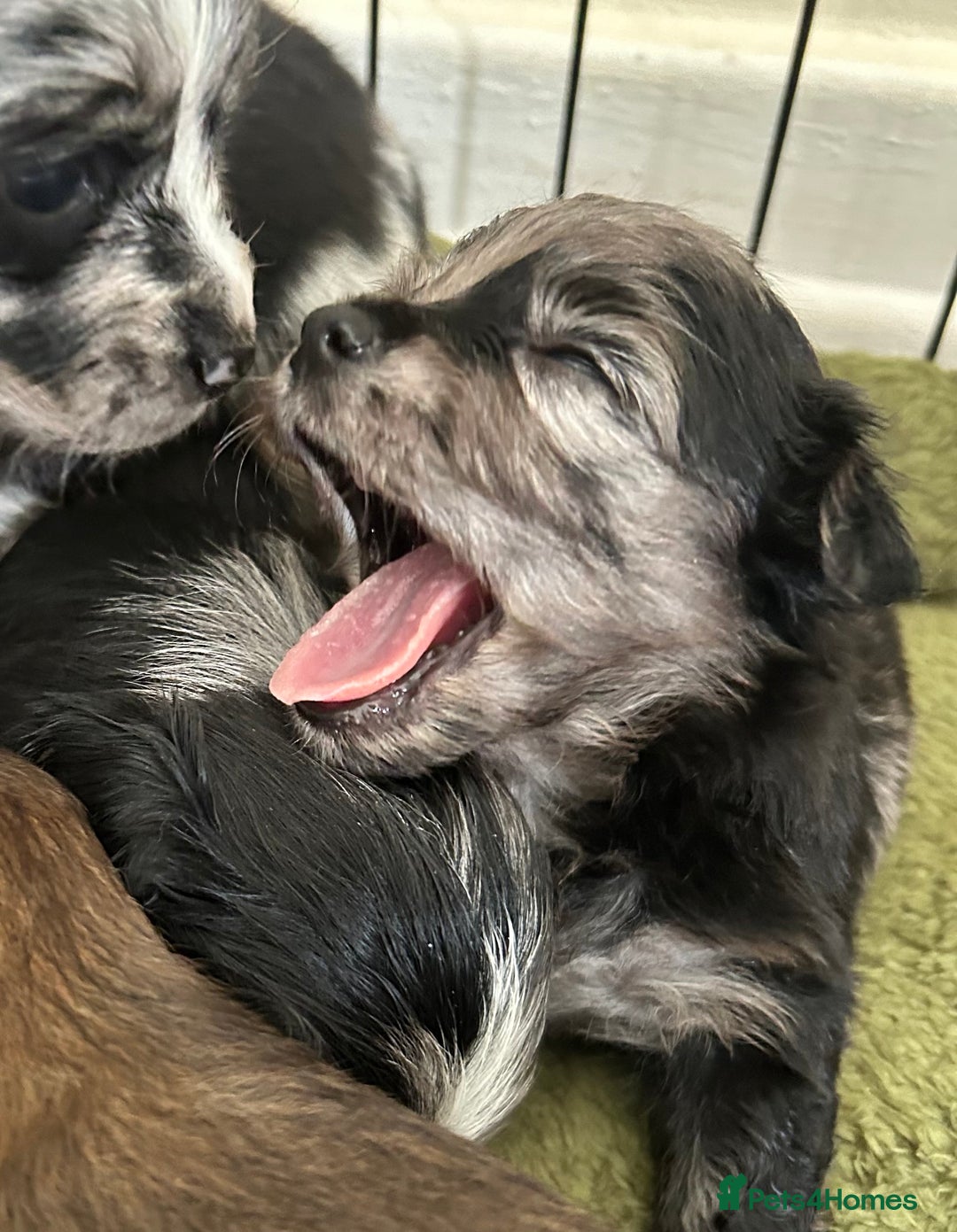 Mixed Breed dogs for sale: American cocker spaniel x Pomeranian  - Image 25