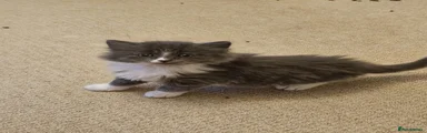 Ragdoll 1