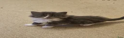 Ragdoll cats for sale: Rag doll x Russian Blue  - Advert 2