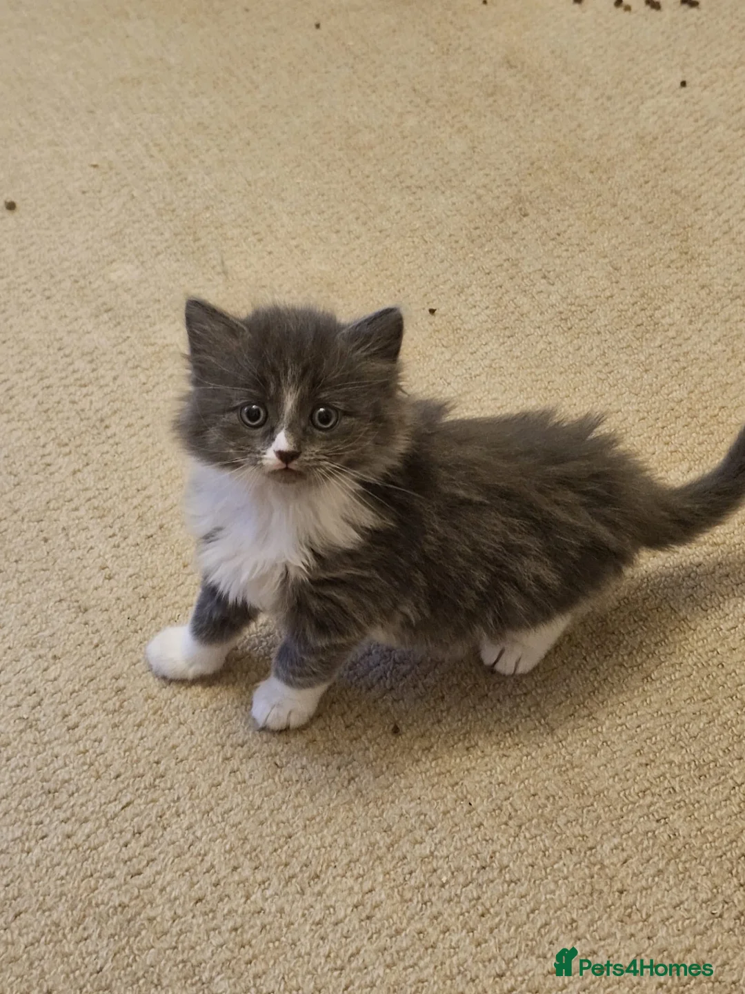 Ragdoll cats for sale: Rag doll x Russian Blue  - Advert 2