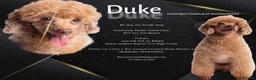 Toy Poodle dogs for stud: KC REG EXTENSIVELY HEALTH TESTED RED POODLE STUD  in Hoddesdon - Advert 1