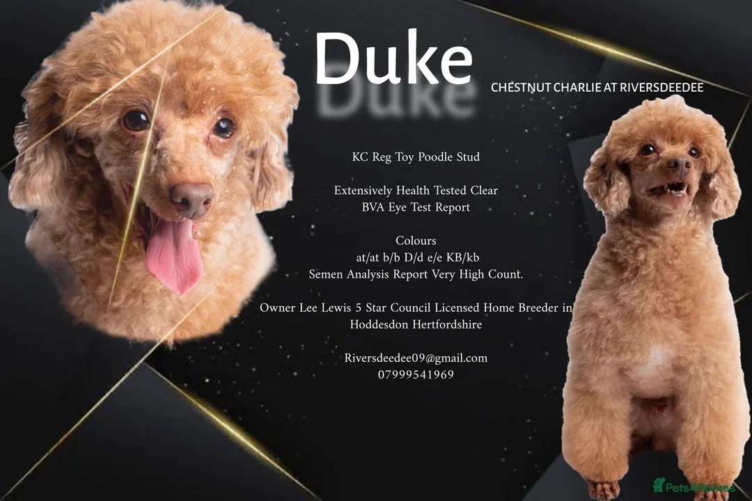 Toy Poodle dogs for stud: KC REG EXTENSIVELY HEALTH TESTED RED POODLE STUD  in Hoddesdon - Advert 1