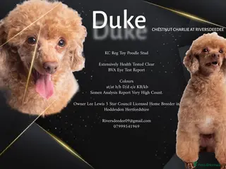 Toy Poodle dogs KC REG EXTENSIVELY HEALTH TESTED RED POODLE STUD - Advert 13