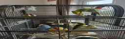 Budgerigars birds for sale: Budgies  - Advert 5