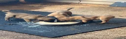 Anatolian Shepherd dogs for sale: 8 beautiful Antonian Shepherd pups  - Advert 17