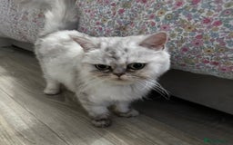 Persian cats for sale: Beautiful Chinchilla Persian Cat (3 Years Old) - Image 4