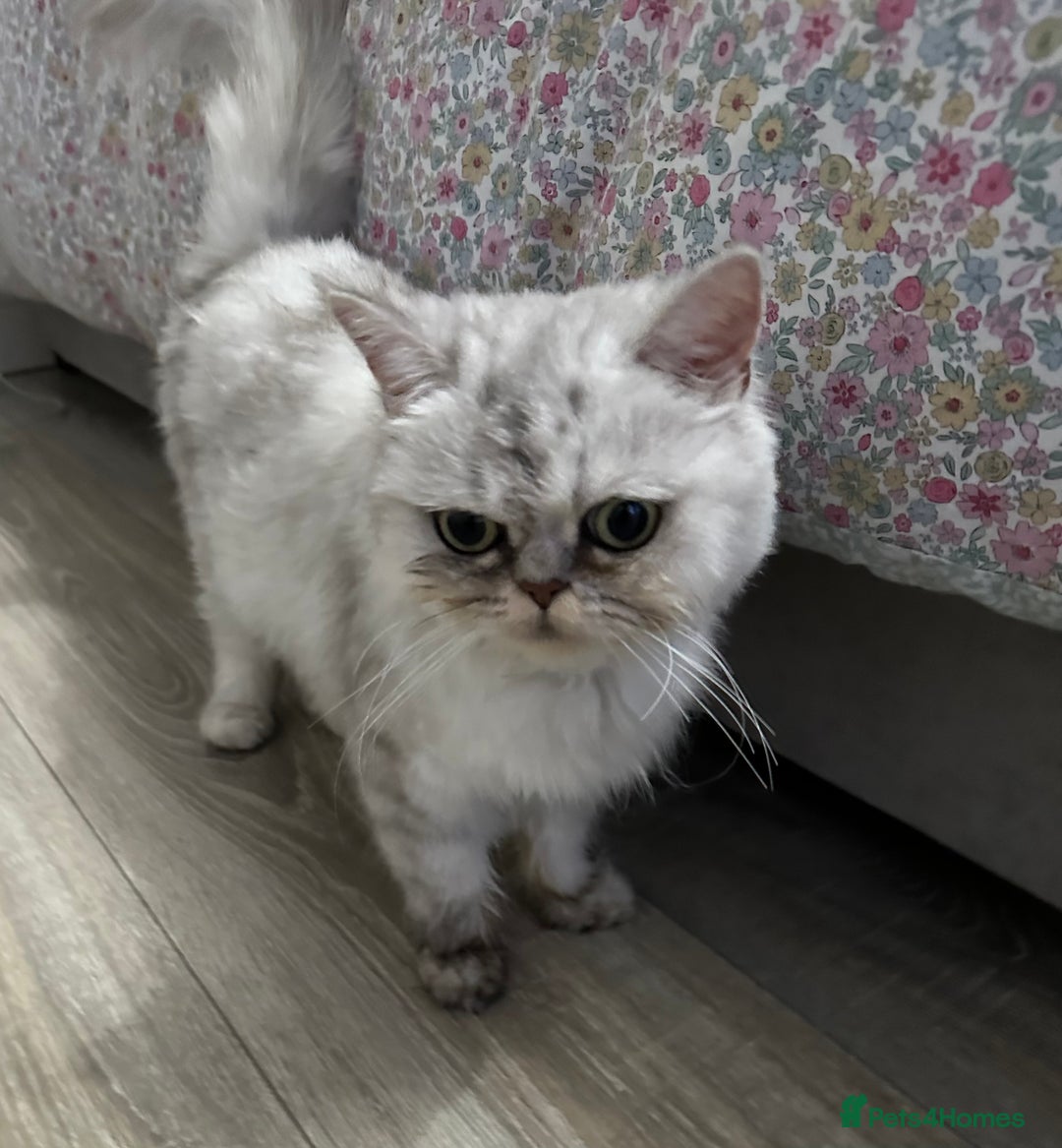 Persian cats for sale: Beautiful Chinchilla Persian Cat (3 Years Old) - Image 4