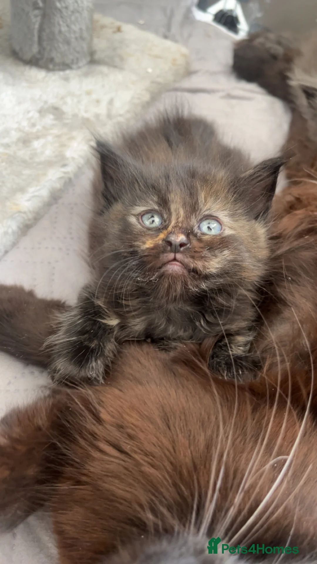 Mixed Breed cats for sale: Unreal babies  - Advert 2
