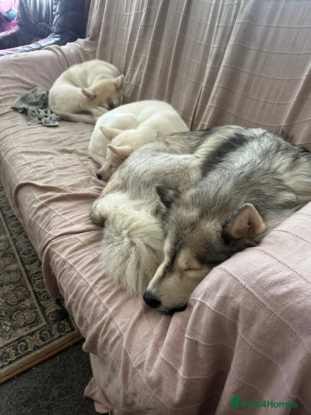 Siberian Husky dogs for sale: Husky Puppies  - Image 2