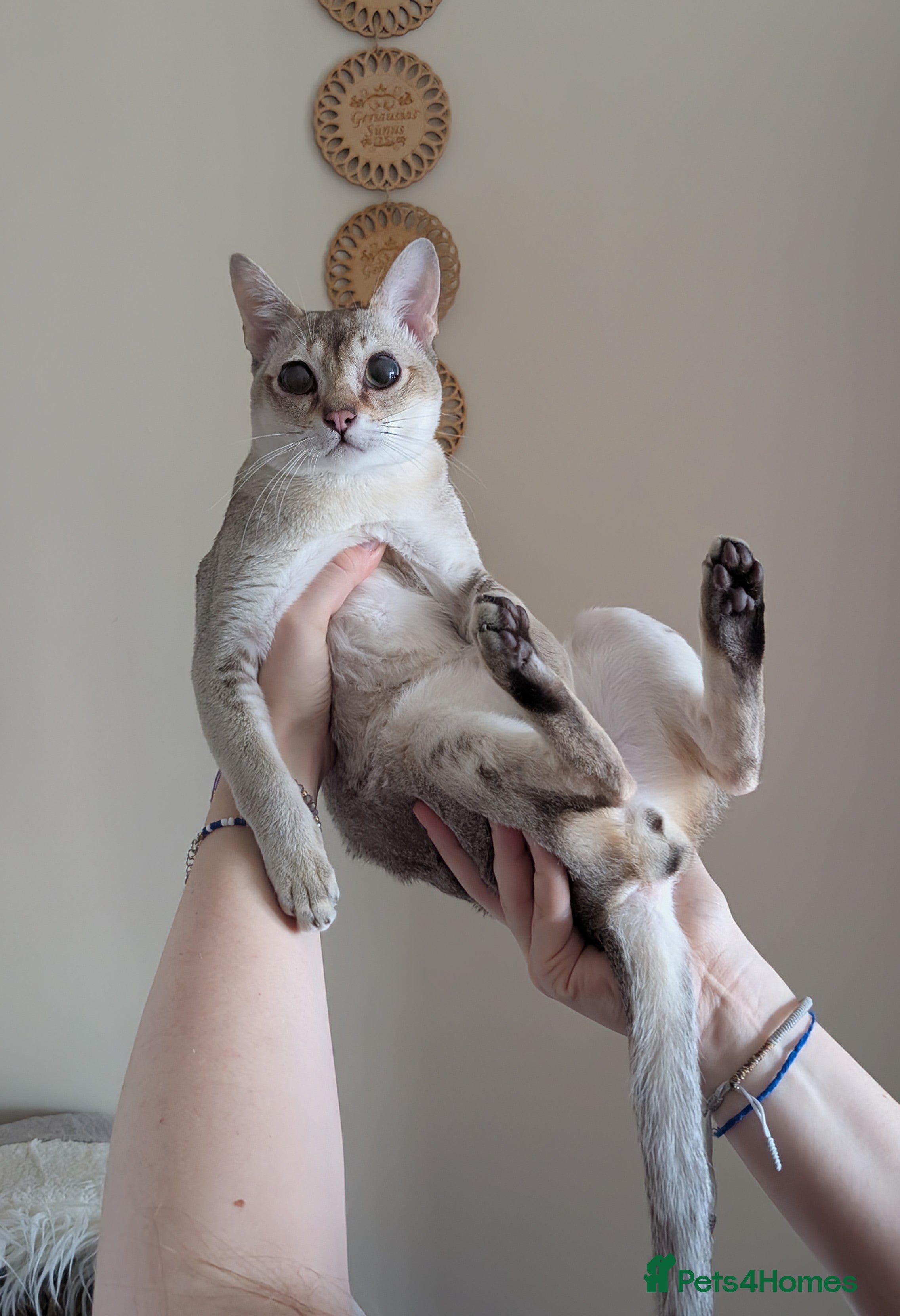 Singapura cats for sale: Registered Singapura kittens  - Advert 2