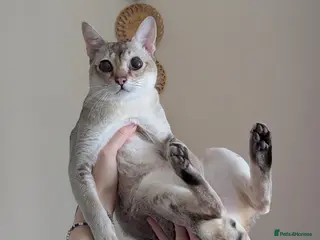 Singapura cats for sale: Registered Singapura kittens - Advert 2