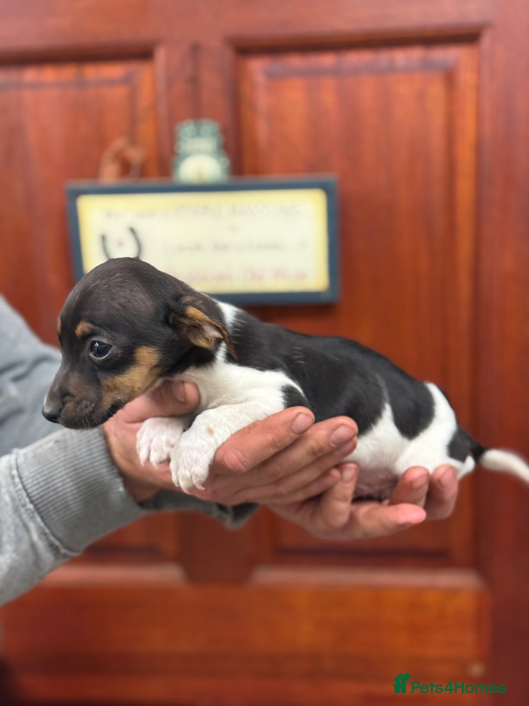 Jack Russell dogs for sale: Jack Russell short legged puppies  - Advert 6