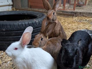 Belgian Hares rabbits Belgian hares - Advert 1