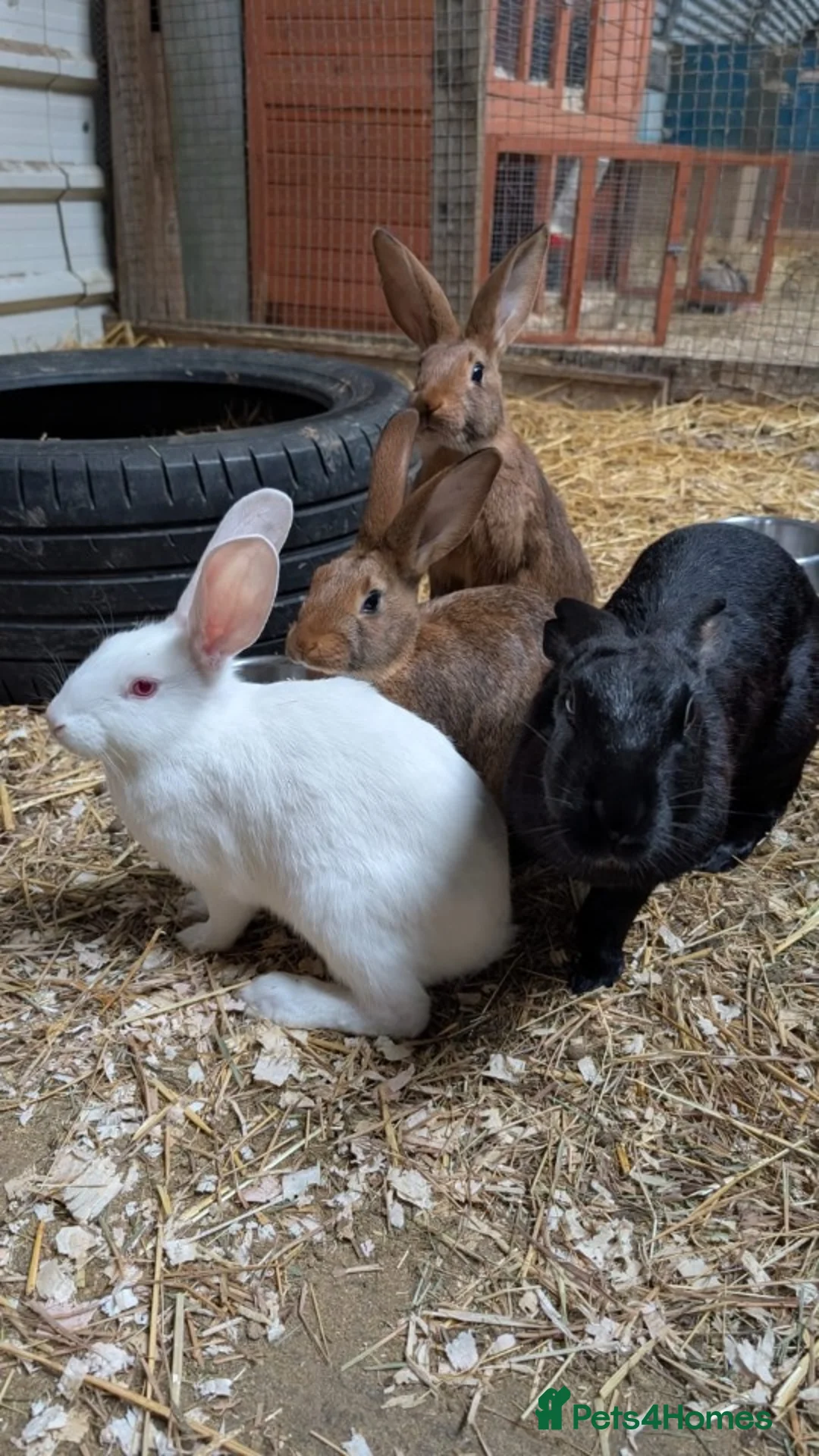 Belgian Hares rabbits for sale: Belgian hares  - Advert 1