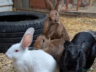 Belgian Hares rabbits Belgian hares - Advert 5