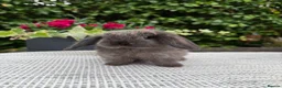 Mini Lop rabbits for sale: 4 Beautiful Mini Lops - Advert 1