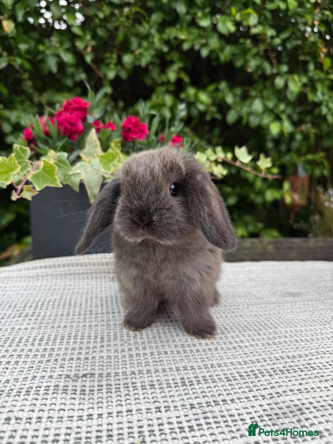 Mini Lop rabbits for sale: 4 Beautiful Mini Lops - Advert 1