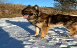 German Shepherd dogs for sale: Beautiful chunky German Shepherd Pups - Image 4