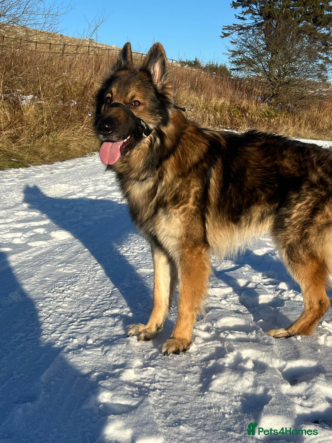 German Shepherd dogs for sale: Beautiful chunky German Shepherd Pups - Image 4