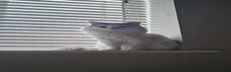 Ragdoll cats for sale: Rehoming Friendly Loving Ragdoll - Advert 6
