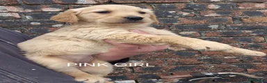 Golden Retriever PINK GIRL 