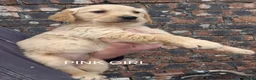 Golden Retriever dogs for sale: KC GOLDEN RETRIEVER PUPS HEALTH TESTED PARENTS  - Advert 12