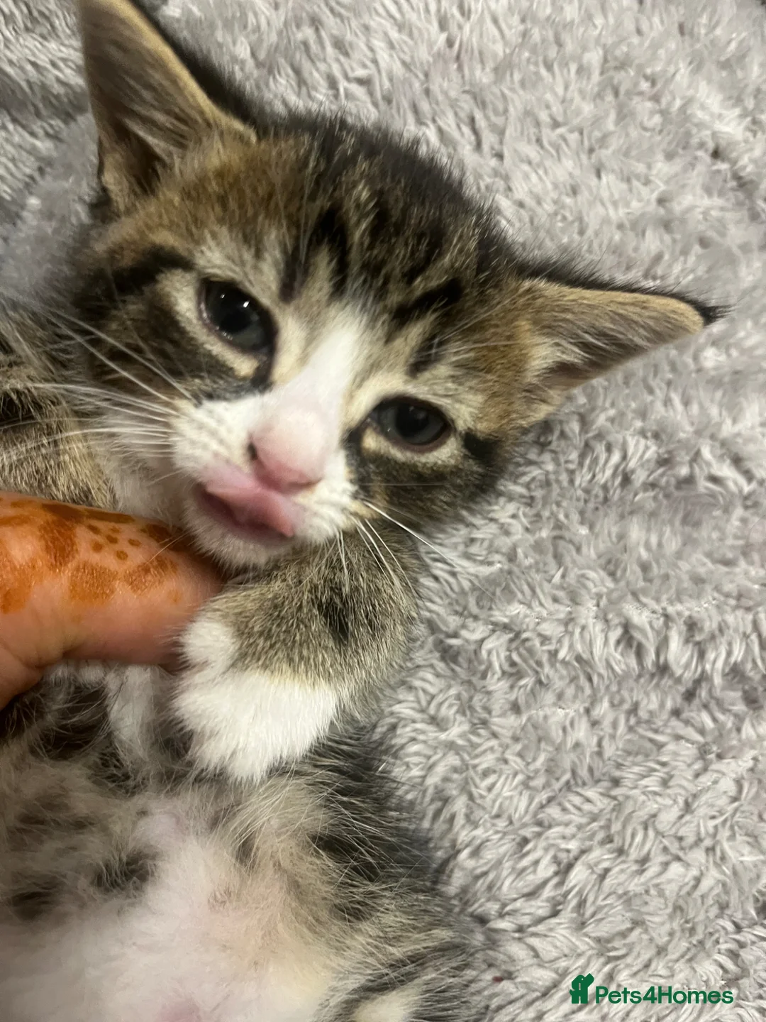 Mixed Breed cats for sale: 🐾 Beautiful Kittens Raised in a Family Home 🐾 - Advert 2