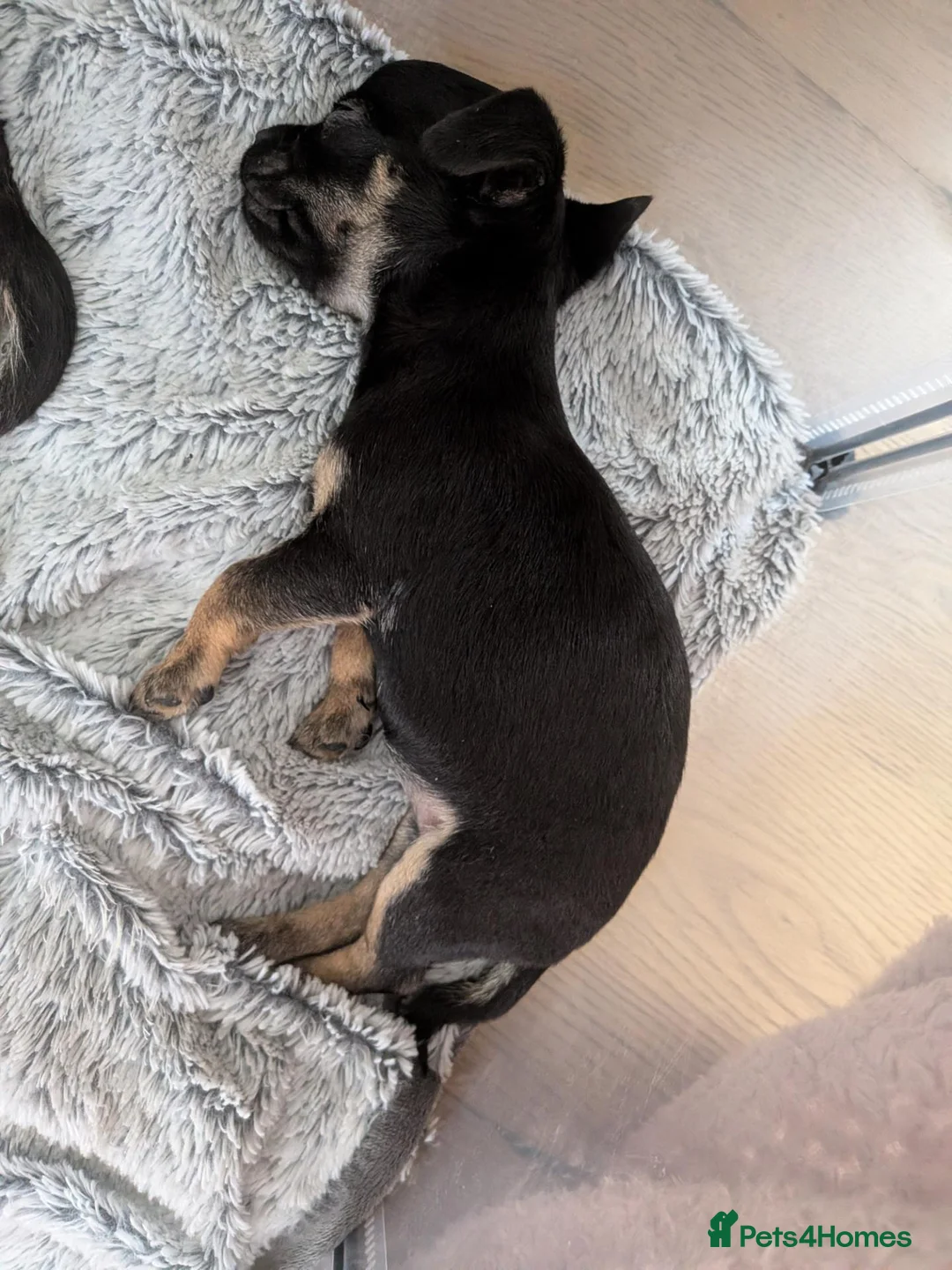 Mixed Breed dogs for sale: Puppies  - Advert 2