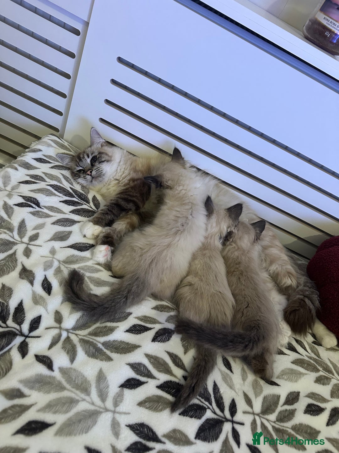 Ragdoll cats for sale: 3 brothers ready for forever homes pure Ragdoll - Image 5